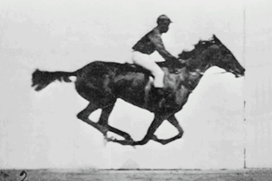 Horse in motion